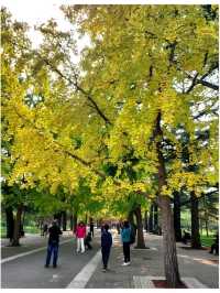 เดินเล่นสวนสาธารณะกลางกรุงปักกิ่ง @ Zhongshan Park