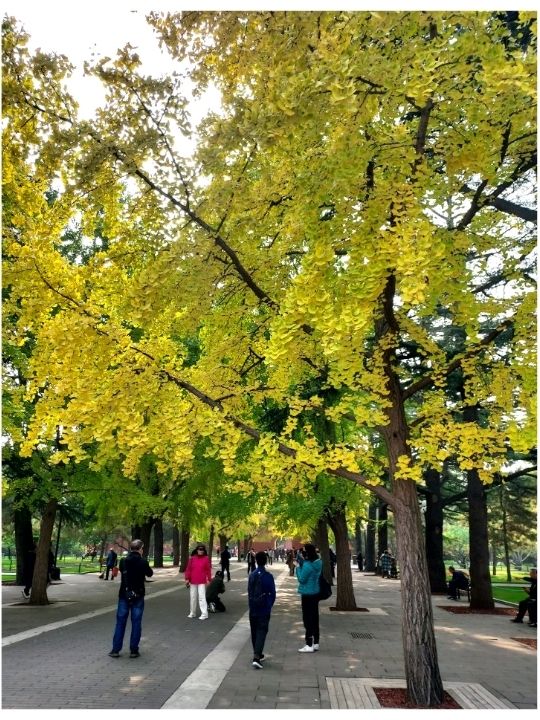เดินเล่นสวนสาธารณะกลางกรุงปักกิ่ง @ Zhongshan Park