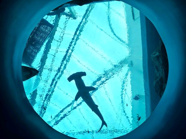 A Magical Day at S.E.A. Aquarium Singapore – Perfect for Kids and Families!