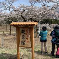 【熊本県🇯🇵観音桜】南阿蘇の観光名所☺️観音桜へ🌸