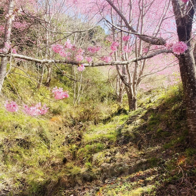 三色花景ㄧ次搞定的萬里林園