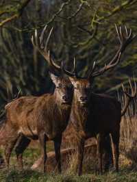 🦌 Richmond Park | A Painting Come to Life, with Deer in Blooming Gardens