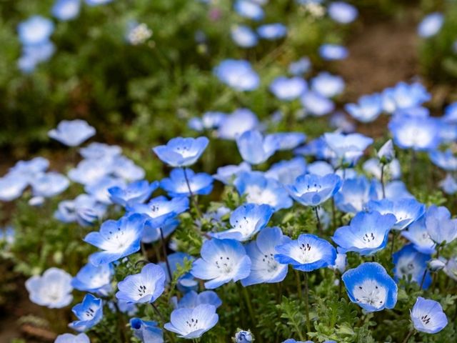 【埼玉県】桜と菜の花のコラボレーションを見るなら権現堂！