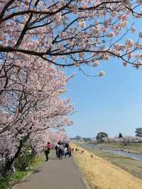 Cherry Blossom Victory in Kanagawa! 🌸🎉