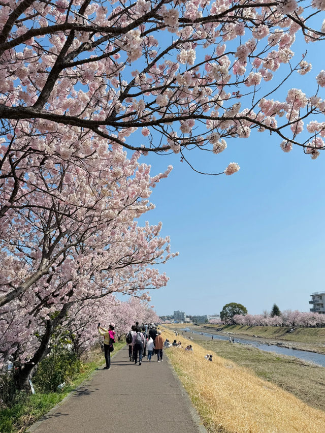 Cherry Blossom Victory in Kanagawa! 🌸🎉