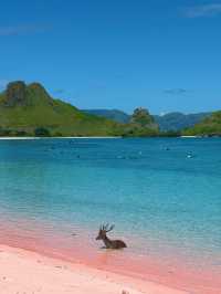 The Pink Beach & the Curious Deer