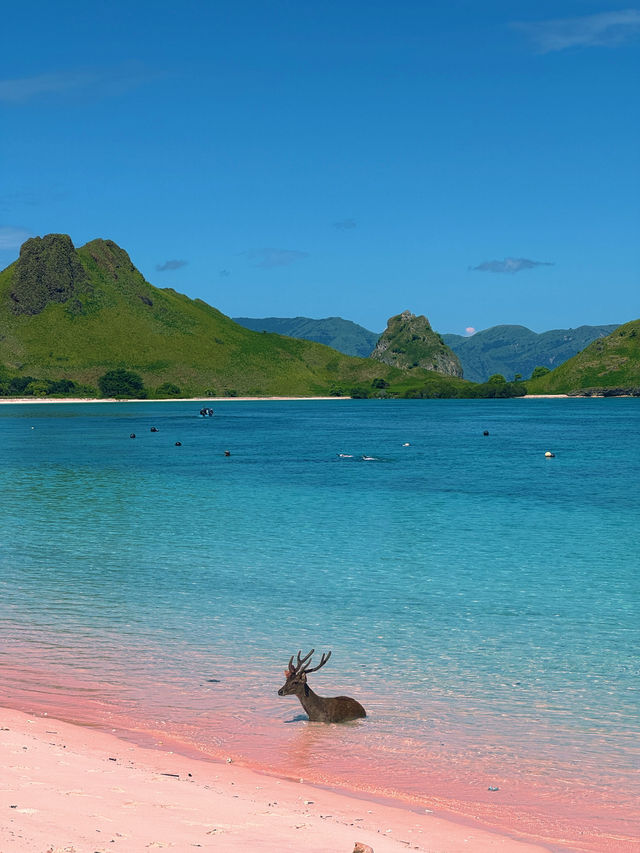 The Pink Beach & the Curious Deer