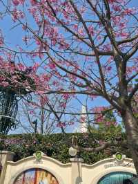 Cherry blossom viewing at the Gardens of Twelve Friends