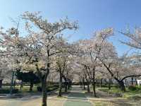 2025大阪毛馬櫻之宮公園沿河浪漫櫻花步道
