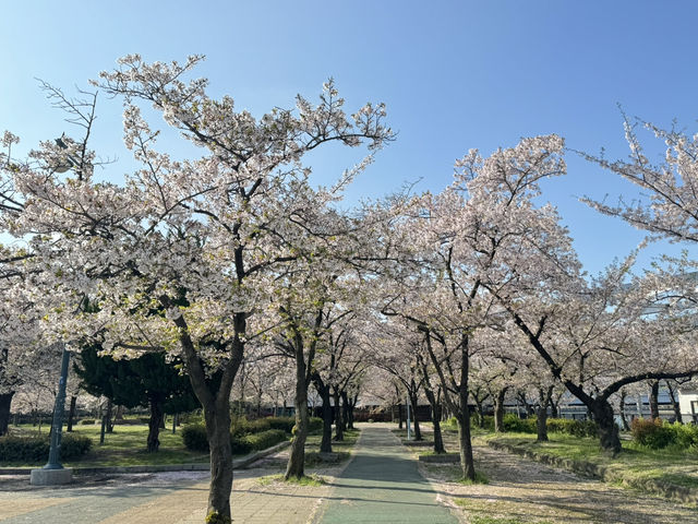 2025大阪毛馬櫻之宮公園沿河浪漫櫻花步道