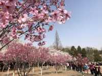 🌸 Yuyuantan Park: Beijing’s Pink Paradise You Can’t Miss! 🌸