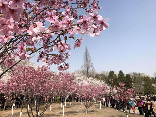 🌸 Yuyuantan Park: Beijing’s Pink Paradise You Can’t Miss! 🌸