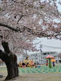 A True Springtime Wonderland in Northern Japan
