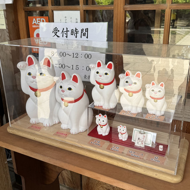 豪德寺的可愛體驗