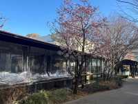  IVY PLACE