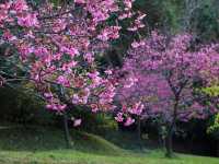 🌸 Zhishan Sakura Secret: Taipei’s Best Cherry Blossom Hideout You’ve Never Heard Of! 🌸