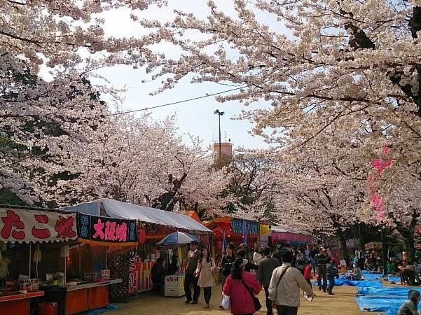“Castle in Bloom: Cherry Blossoms and History at Inohana Park”