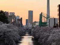 “Midnight Sakura: The River of Light and Silence”