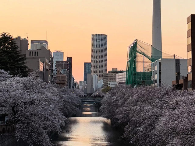 “Midnight Sakura: The River of Light and Silence”