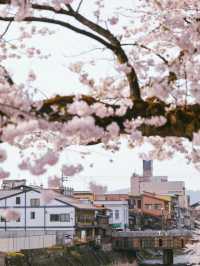 Takayama Hida Furukawa Cherry Blossoms-A Timeless Edo-Period Sakura Escape