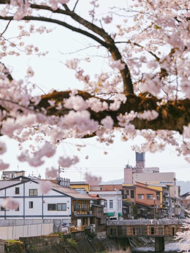 Takayama Hida Furukawa Cherry Blossoms-A Timeless Edo-Period Sakura Escape