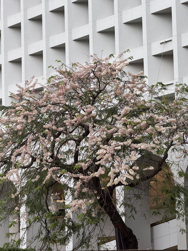 香港公園晚櫻:路旁的驚喜收穫 🌸 香港公園晚櫻:路旁的驚喜收穫 🌸