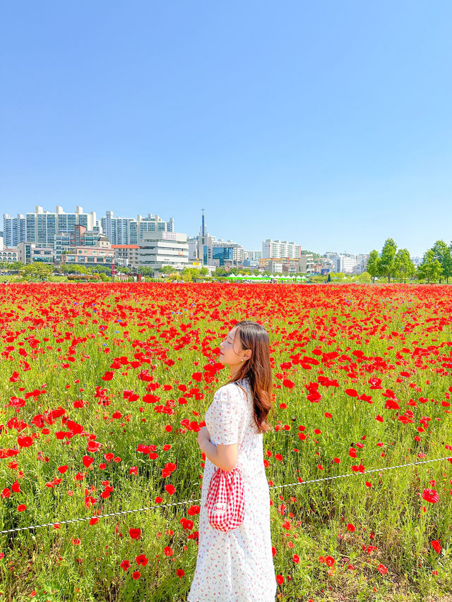 꽃피는 5월엔 태화강국가정원 