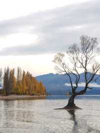 That Wanaka Tree - the lonely creature in the lake
