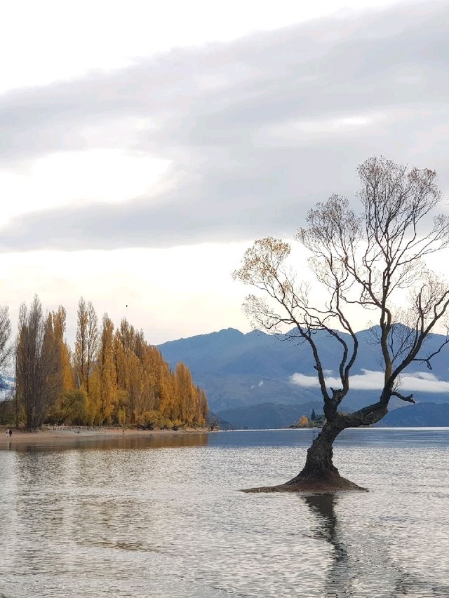 That Wanaka Tree - the lonely creature in the lake