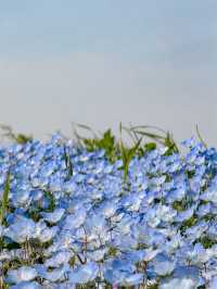 東京最大型花海🦋粉蝶花🤍國營海濱公園💙