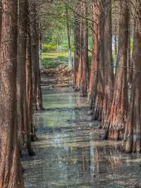 Reflections of Spring: Nature’s Calm at Haihong Wetland Park