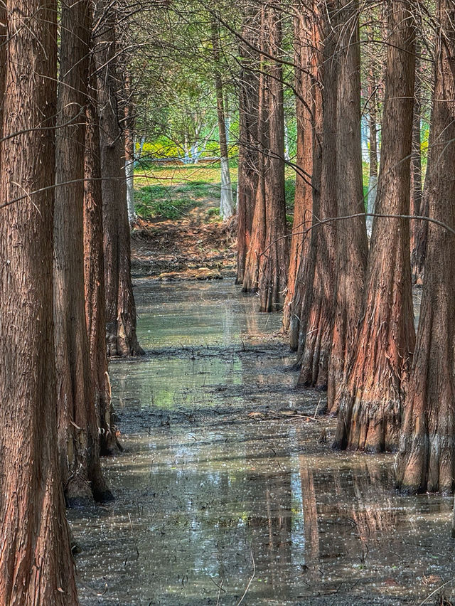 Reflections of Spring: Nature’s Calm at Haihong Wetland Park