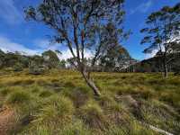 Family friendly Enchanted Walk and Wombats sightings 
