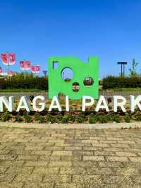 Nemophila & Wisteria Magic at Nagai Botanical Garden