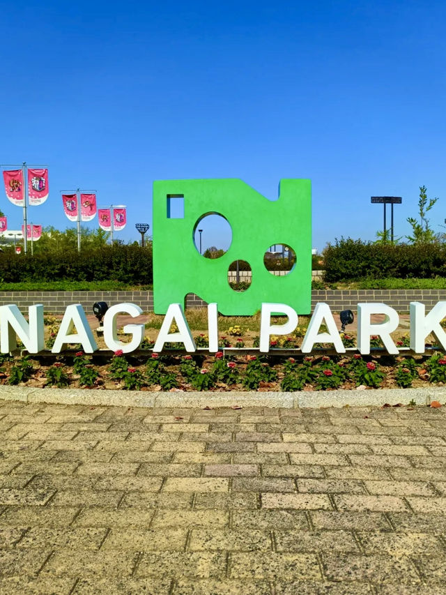 Nemophila & Wisteria Magic at Nagai Botanical Garden