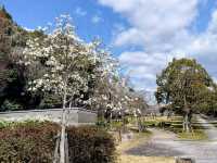 寶池公園櫻之林，京都本地人熱門的賞櫻景點