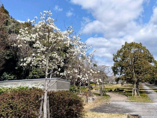 寶池公園櫻之林，京都本地人熱門的賞櫻景點