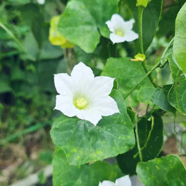 Tranquil Trails at Punggol Waterway Park 🇸🇬