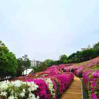 A Sea of Pink – Gunpo’s Royal Azalea Festival in Full Bloom