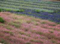 The peak flower land