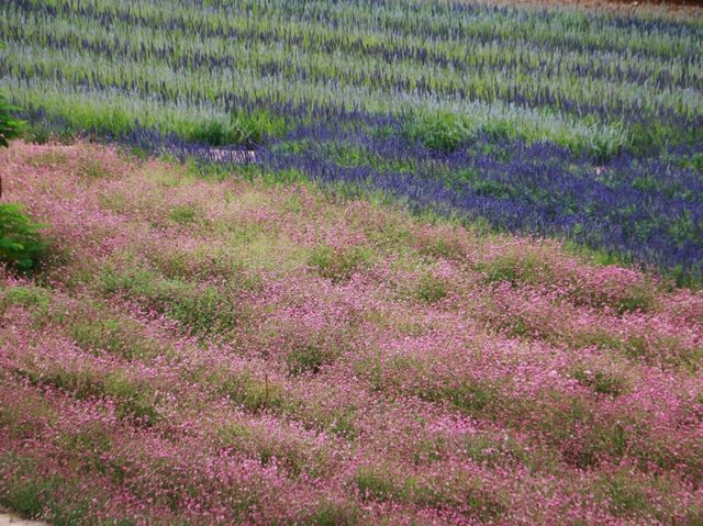 The peak flower land