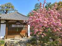 內行人才知道的京都賞櫻景店---本滿寺