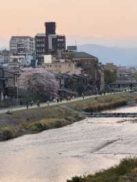 Cherry Blossom Scent in the Air – Kyoto's Nearby Must-Visit Spots 🌸
