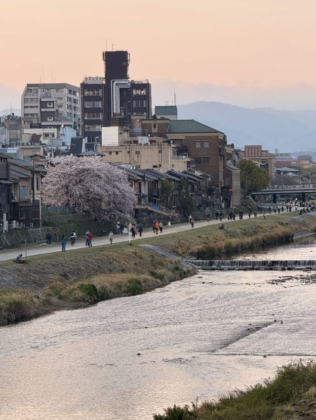 Cherry Blossom Scent in the Air – Kyoto's Nearby Must-Visit Spots 🌸