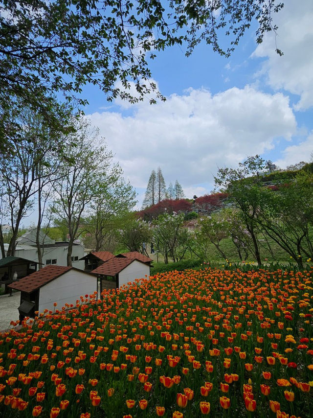 🌷가족과 함께 아산 꽃놀이 피나클랜드 