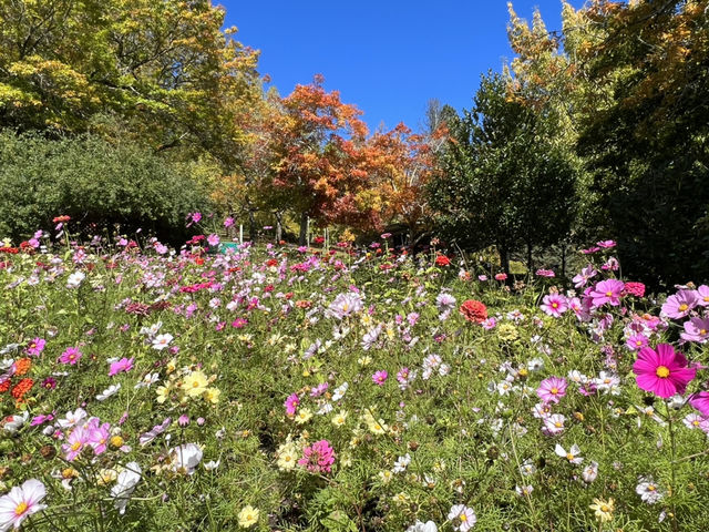 Adelaide 紅葉🍁秘景