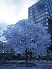 東京到仙台賞櫻：在市區就可以欣賞夜櫻