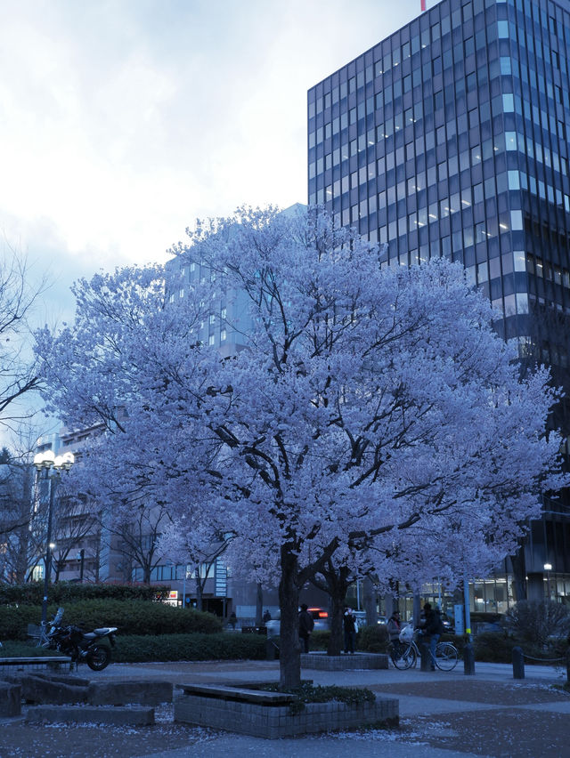 東京到仙台賞櫻：在市區就可以欣賞夜櫻