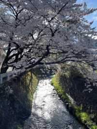 Beautiful Spring Scenes from Japan 🌸✨
