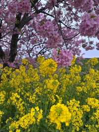 kawazu sakura